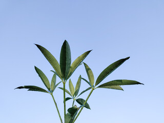 Fototapeta premium Green Cassava Leaves Background, tree branch,