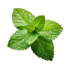 Mint Leaf Covered in Water Droplets Isolated on Transparent or White Background, PNG - obrazy, fototapety, plakaty