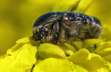 Green Rose Chafer, in latin Cetonia Aurata