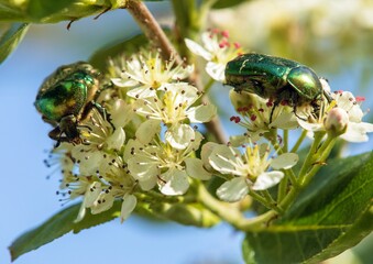 Two Green Rose Chafers, in latin Cetonia Aurata