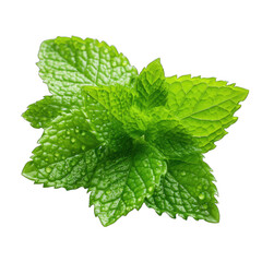 Mint Leaf with Water Droplets Isolated on Transparent or White Background, PNG - obrazy, fototapety, plakaty