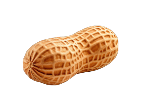 Single Peanut with Shell Intact Isolated on Transparent or White Background, PNG