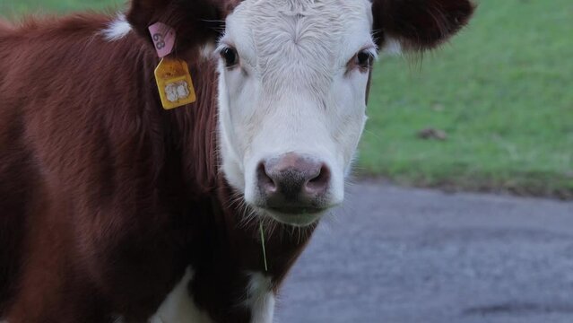 Telephoto closeup of brown and white faced cattle with ear tag sniffing nose in road