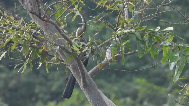Aninga in tree - Relaxing .