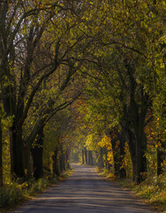 Fototapeta premium Autumn road in the morning