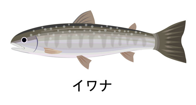 イワナのイラスト