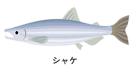 シャケのイラスト