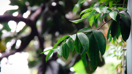 Leaf Background backdrop, background original picture original, background original identity foreground.