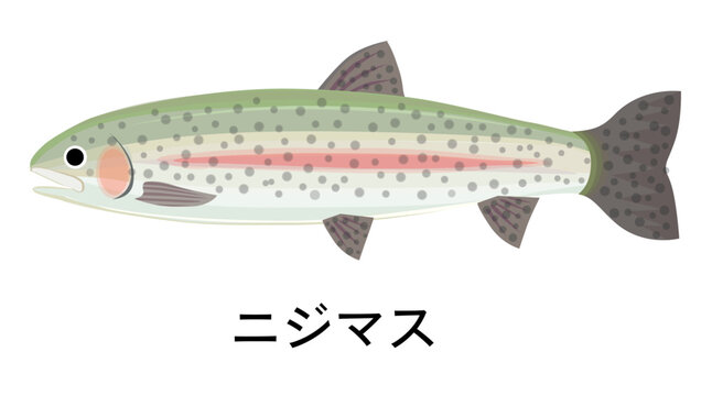 rainbow trout, green, pink, spotted, side view clip art preview