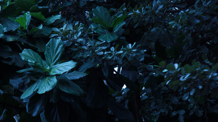 Leaf Background backdrop, background original picture original, background original identity foreground.