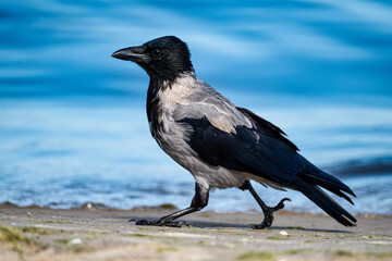A view of a hooded crow on the beach at Ahlbeck on the Baltic Sea