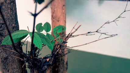 Leaf Background backdrop, background original picture original, background original identity foreground.