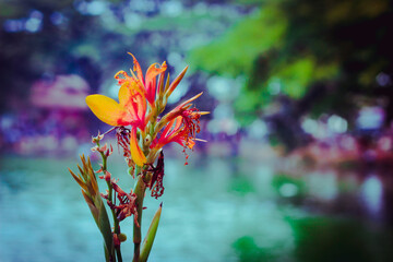 Leaf Background backdrop, background original picture original, background original identity foreground.