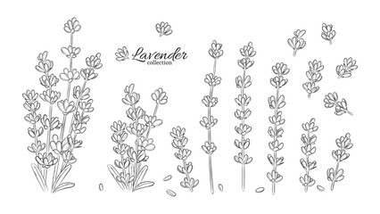 Lavender branch in sketch style. Lavender flowers set. Vintage botanical drawing. Hand drawn lavender bouquet, floral design elements.