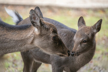 Sika doe with her calf