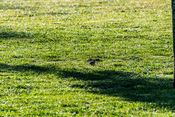 Fauna en el municipio de Allariz.
