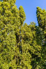 Flora en el municipio de Allariz.