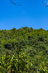 Flora cerca de un río en Galicia.