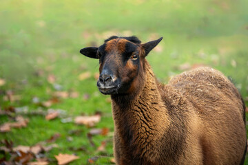 Brown goat on the dike in the Netherlands