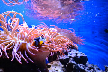 Nemo fish swimming in the water near to a reef. Sealife.  - obrazy, fototapety, plakaty