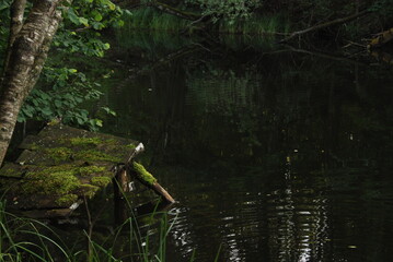 The lake in green jungle. 