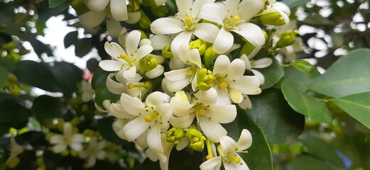 white magnolia flower