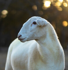Obraz premium Low light white sheep ewe portrait