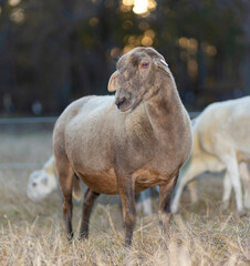 Grown brown Katahdin sheep ewe looking amorous
