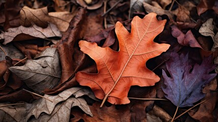 leaf color dry park close illustration forest autumn, natural season, outdoor garden leaf color dry park close
