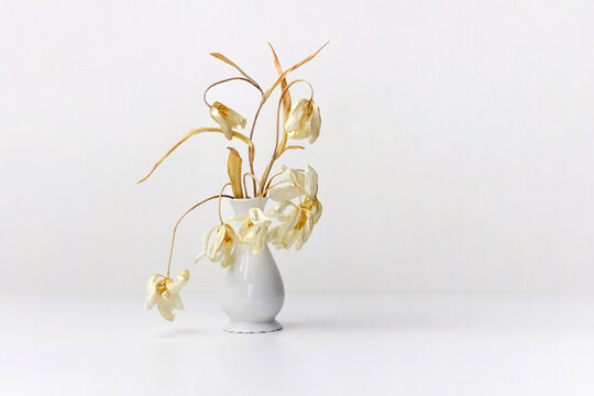 Fototapeta A bouquet of dry white tulips in a white ceramic vase.