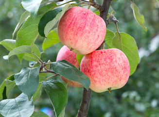 Apples on tree close-up.