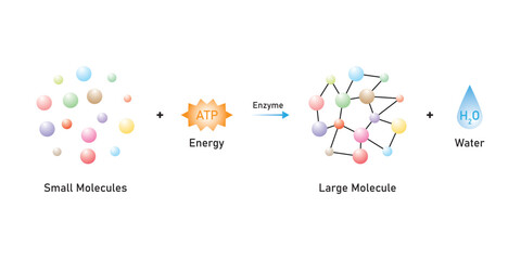 Anabolic Reactions (Anabolism) Scientific Design. Vector Illustration.