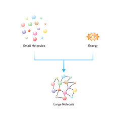 Obraz premium Anabolic Reactions (Anabolism) Scientific Design. Vector Illustration.