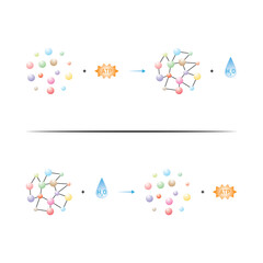 Anabolic and Catabolic Reactions Scientific Design. Vector Illustration.