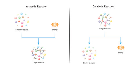 Anabolic and Catabolic Reactions Scientific Design. Vector Illustration.