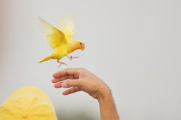 Fotobehang small yellow bird on hand © Sanit