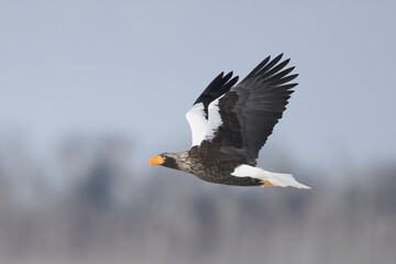 Haliaeetus pelagicus