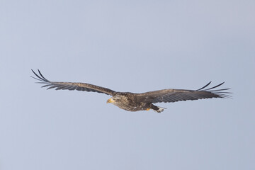 sea eagle