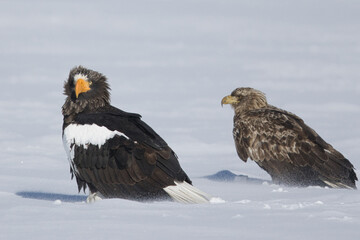 Haliaeetus pelagicus