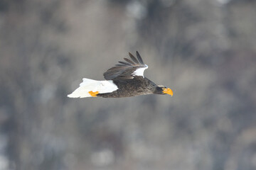 Haliaeetus pelagicus