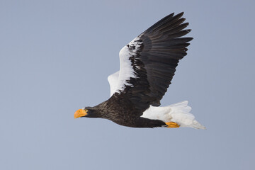 Haliaeetus pelagicus
