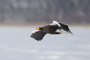 Haliaeetus pelagicus