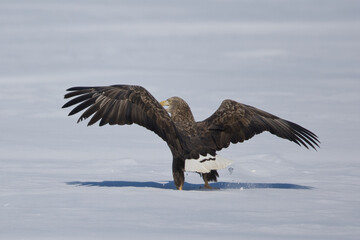 sea eagle