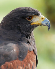 Eagle bird sitting on a branch ourdoor