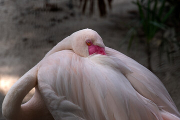 Fototapeta premium Portrait of a Sleeping Flamingo 