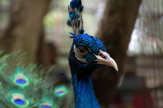 Close-up photo of an Indian peacock