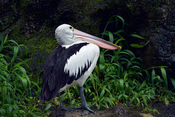 Australian pelican in a pool