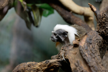 Monkey cotton-top tamarin, Saguinus oedipus - small New World monkey sits on a branch. Denizen tropical forest edges and secondary forests in northwestern Colombia. Cotton head monkey. Zoology
