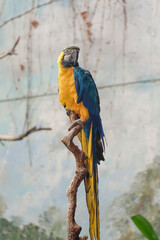 Blue and yellow macaw (Ara ararauna) sitting on a tree branch in a humid bird sanctuary