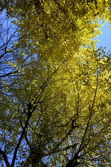 Gingko rees with yellow leaves and blue sky
